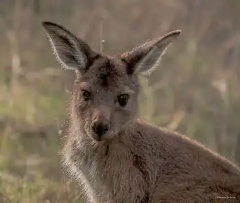Kangaroo Cuteness